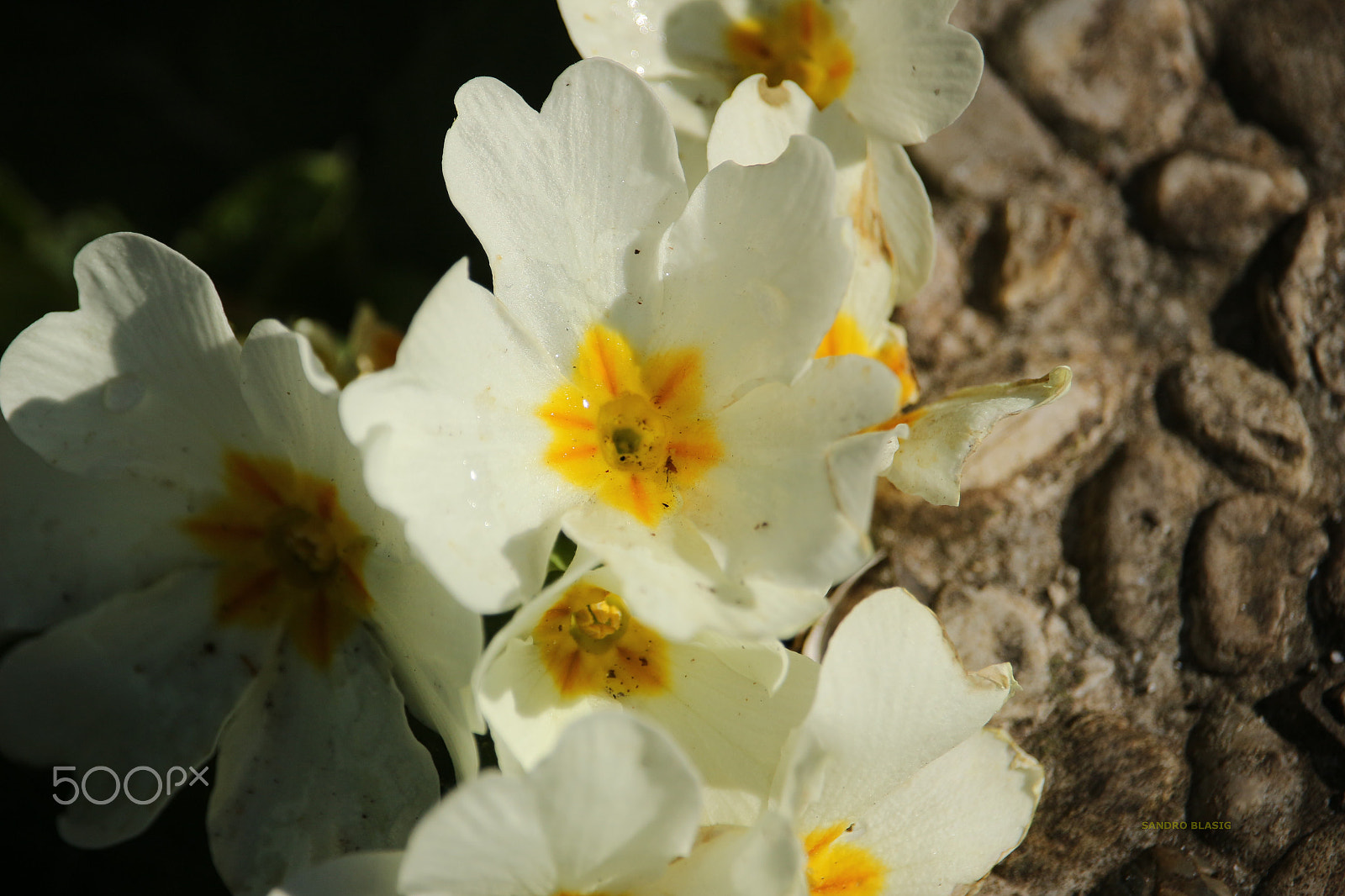 Canon EF-S 55-250mm F4-5.6 IS STM sample photo. () photography