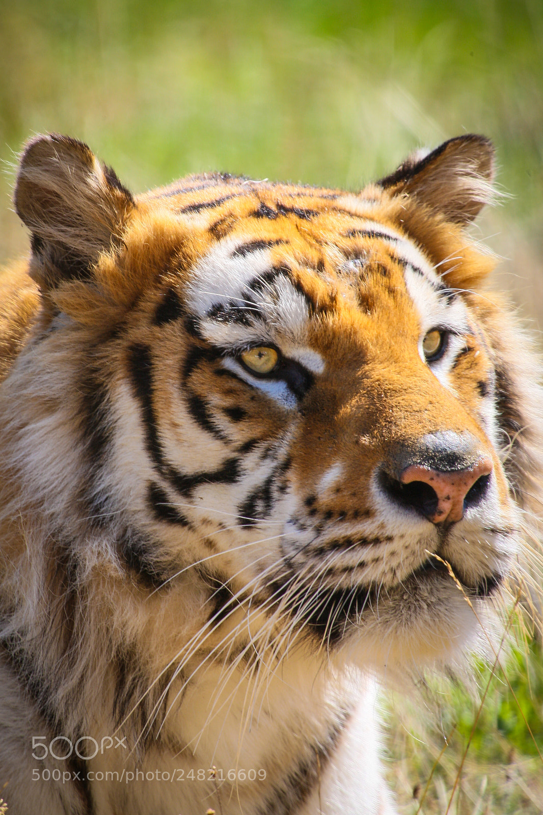 Canon EOS-1D Mark III sample photo. Tiger iv photography