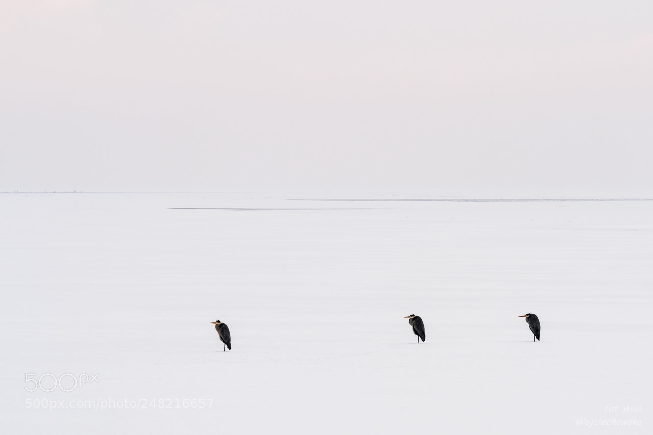 Canon EOS 600D (Rebel EOS T3i / EOS Kiss X5) sample photo. A frozen bay photography