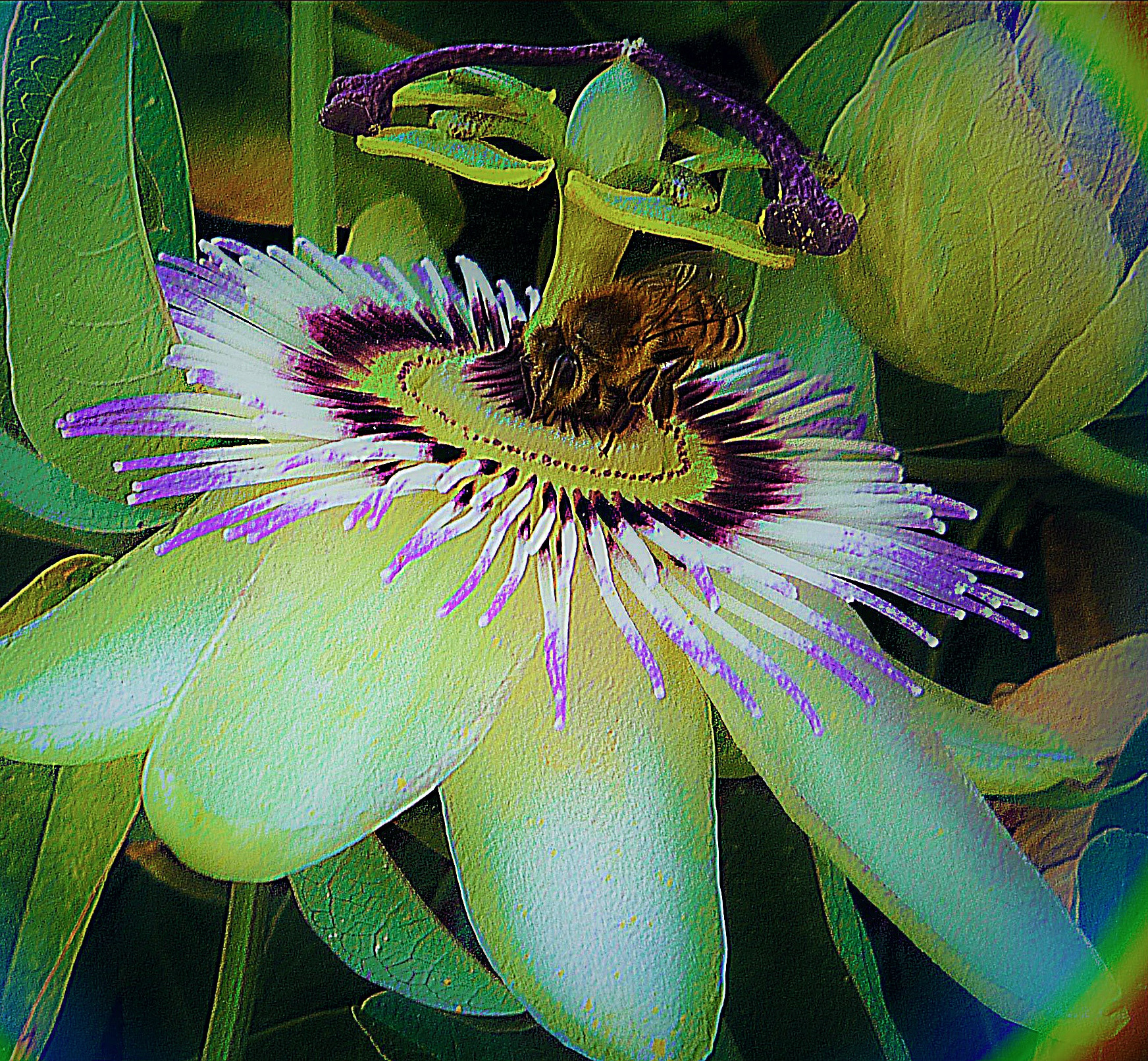 Panasonic DMC-FS5 sample photo. Passiflora photography