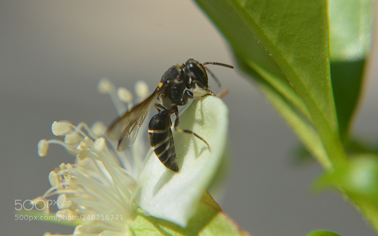 Nikon D5200 sample photo. Enxu-da-beira-do-telhado em flor de photography