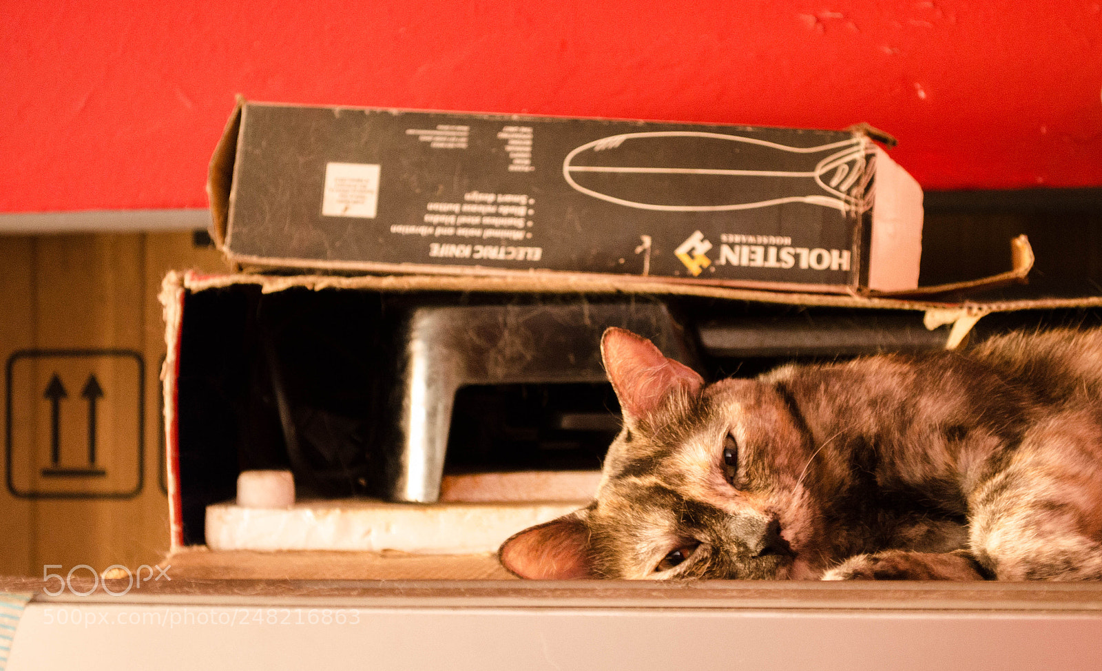 Nikon D5100 sample photo. Marty en las alturas photography