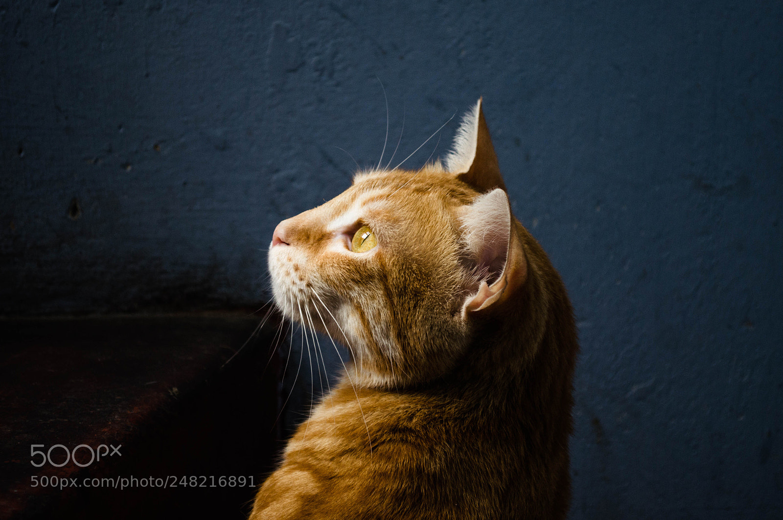 Nikon D5100 sample photo. Blake iluminado photography