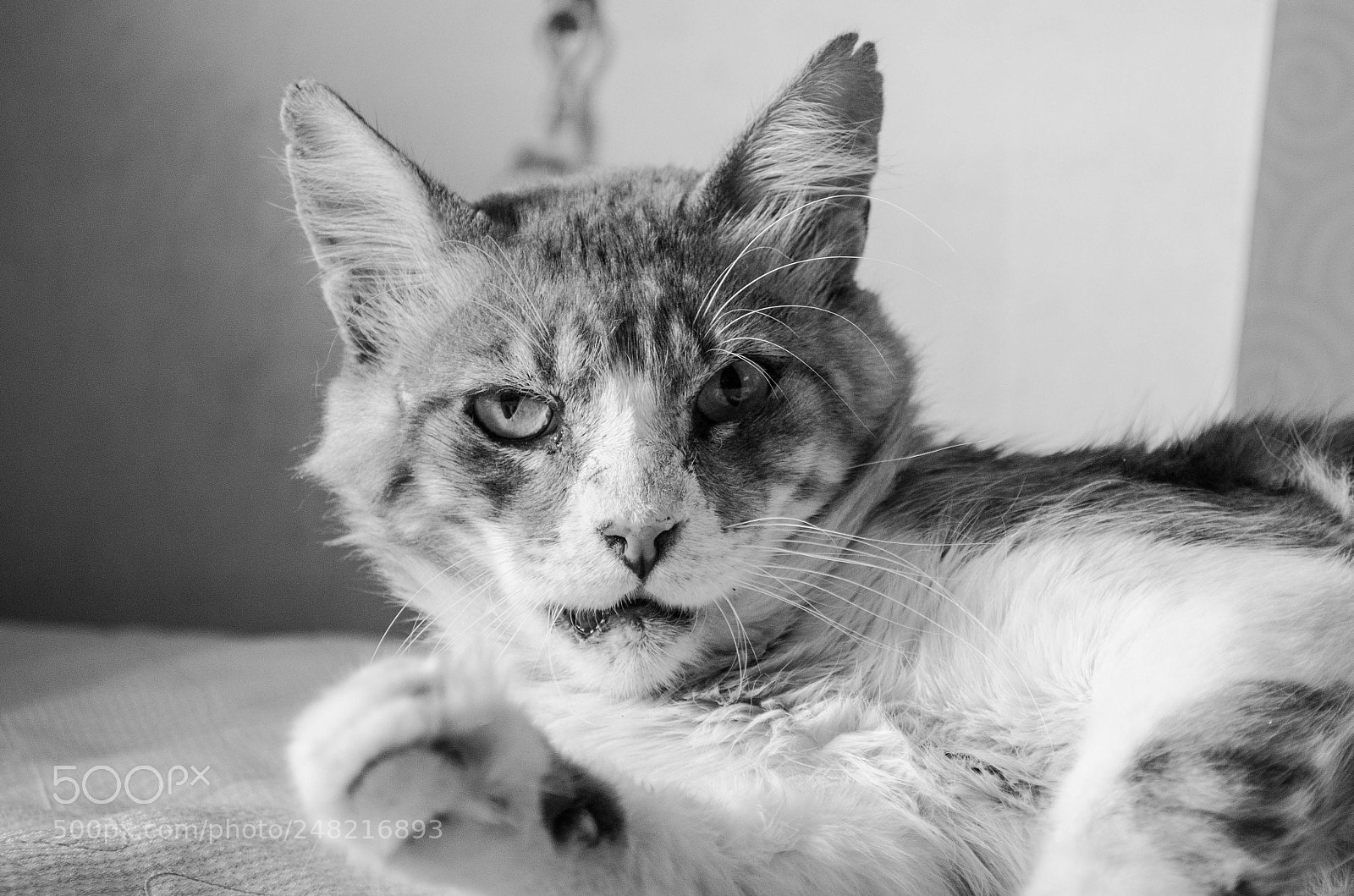 Nikon D5100 sample photo. Marmanduke photography