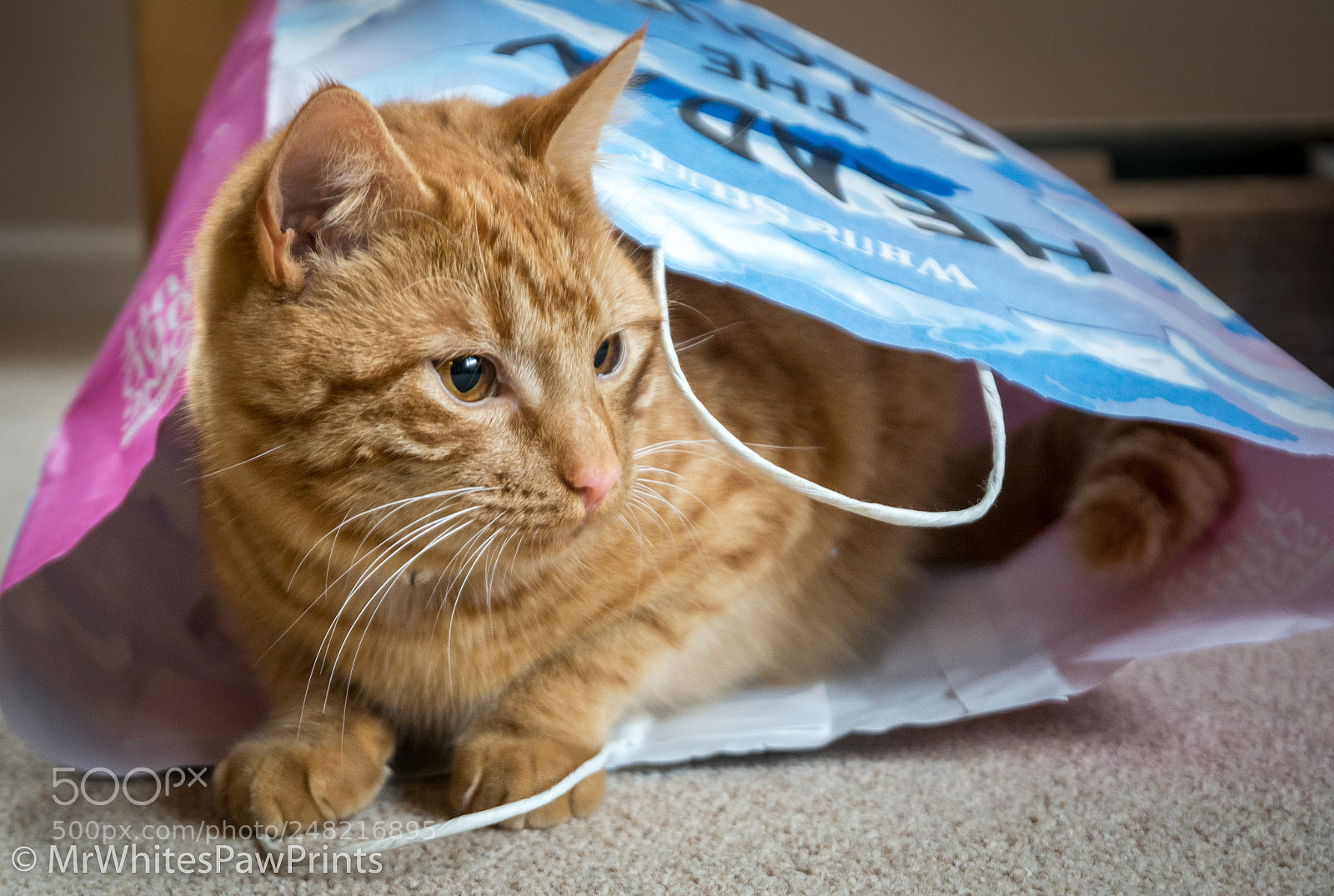 Nikon D7100 sample photo. Cat in a bag! photography