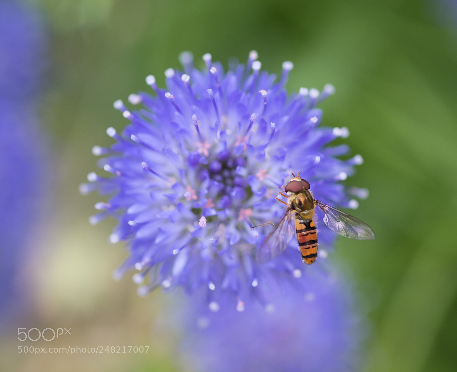Fujifilm X-T2 sample photo. Hover fly photography