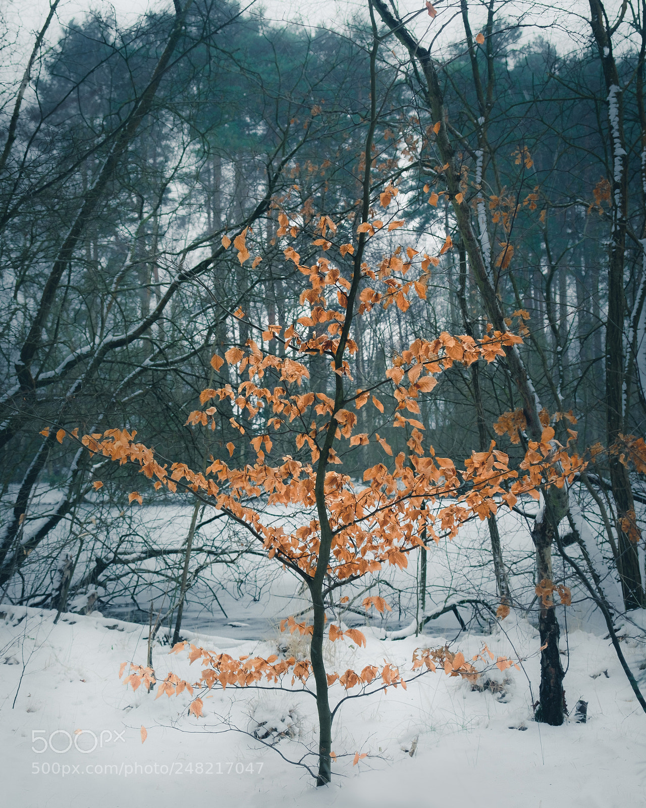 Fujifilm X-T10 sample photo. A song of ice photography