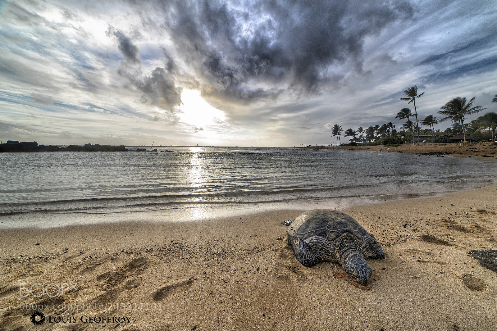 Nikon D850 sample photo. Hawaiian green turtle tortue photography
