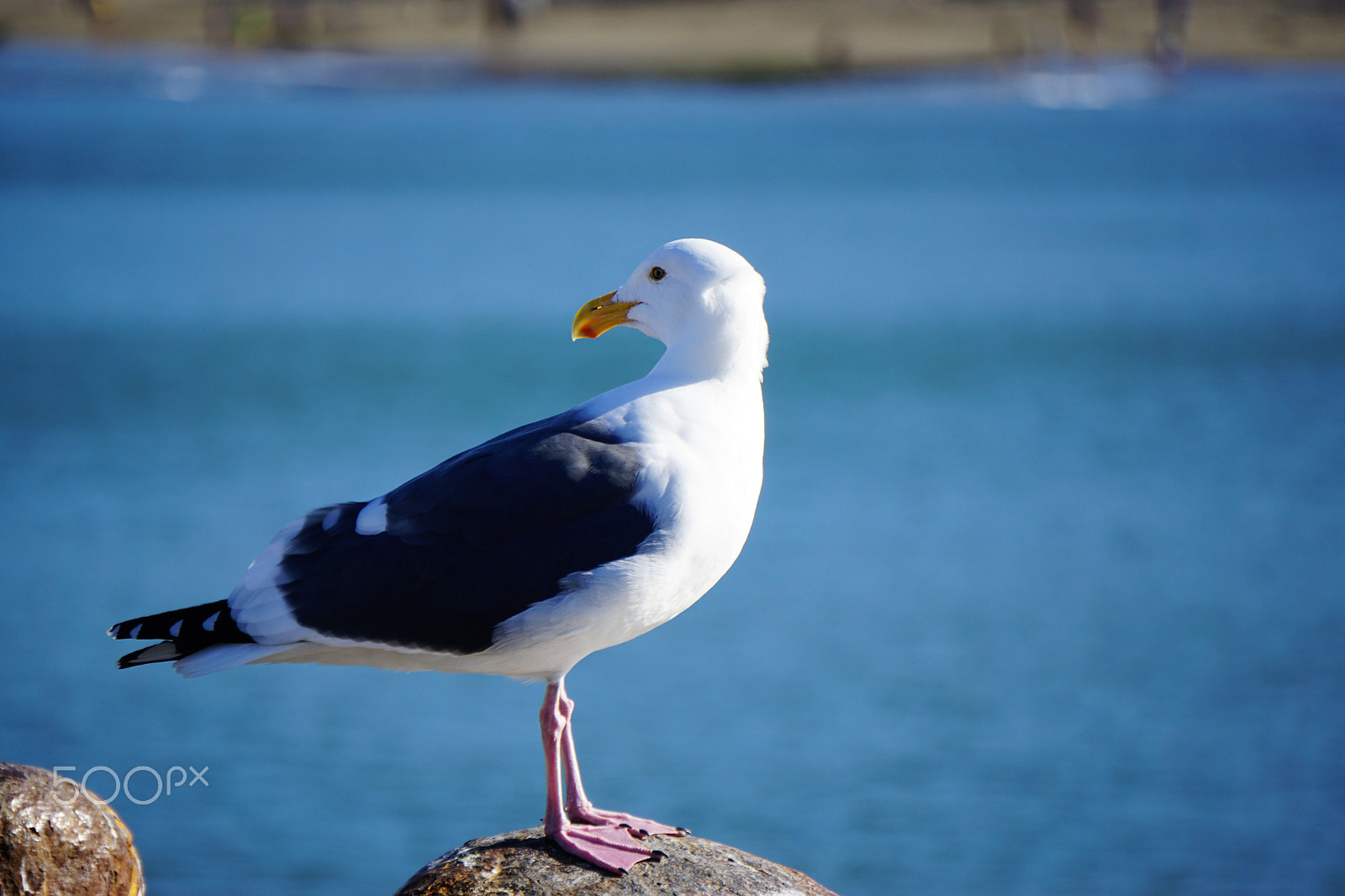 Sony E 55-210mm F4.5-6.3 OSS sample photo. Seagul photography