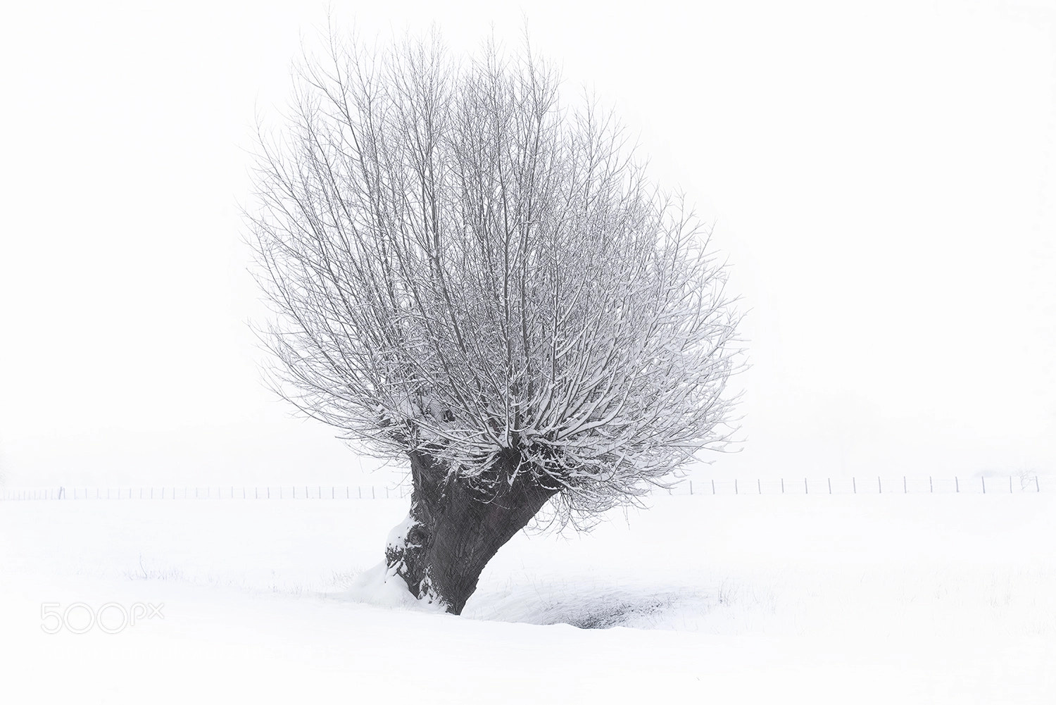 Sony a7R II sample photo. Winters garden photography