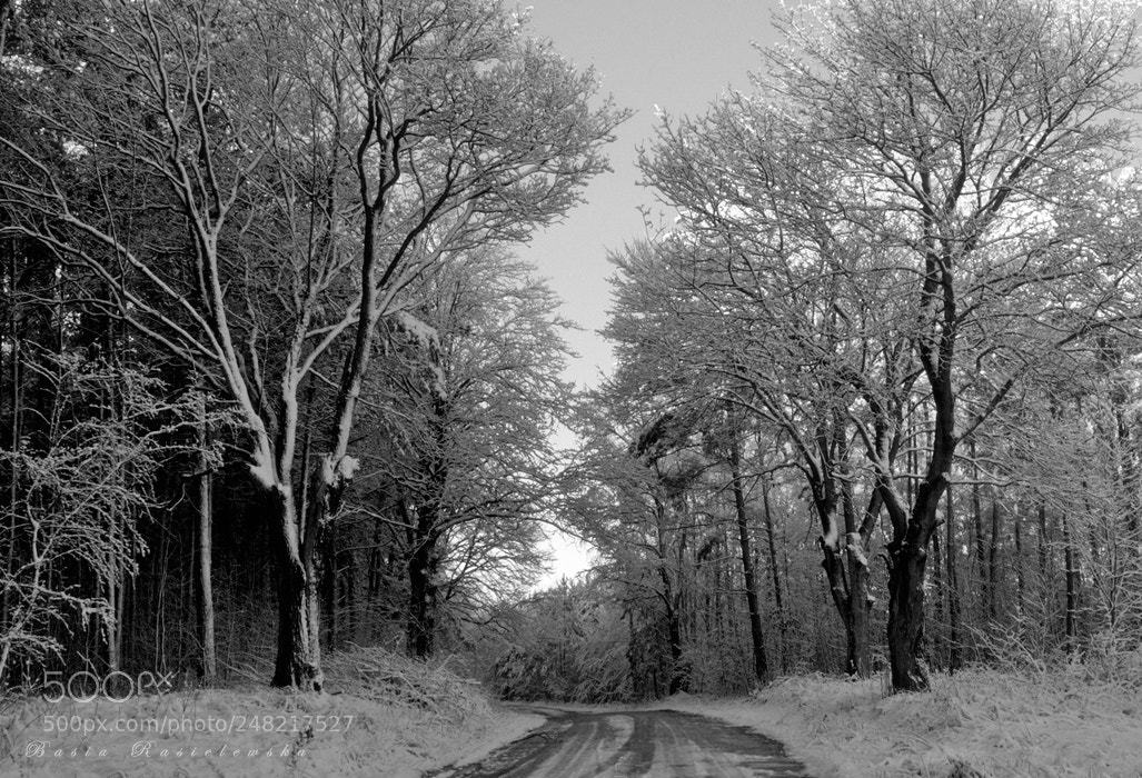 Nikon D5100 sample photo. Forest road... photography