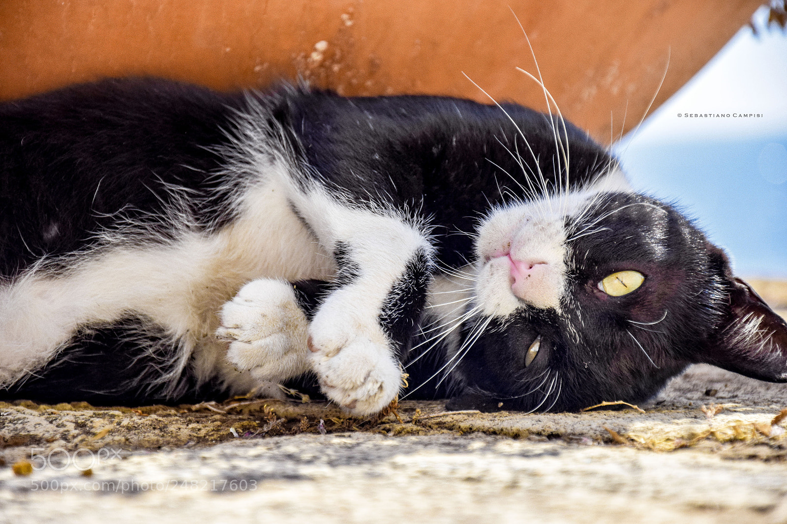 Nikon D5300 sample photo. #gatto photography