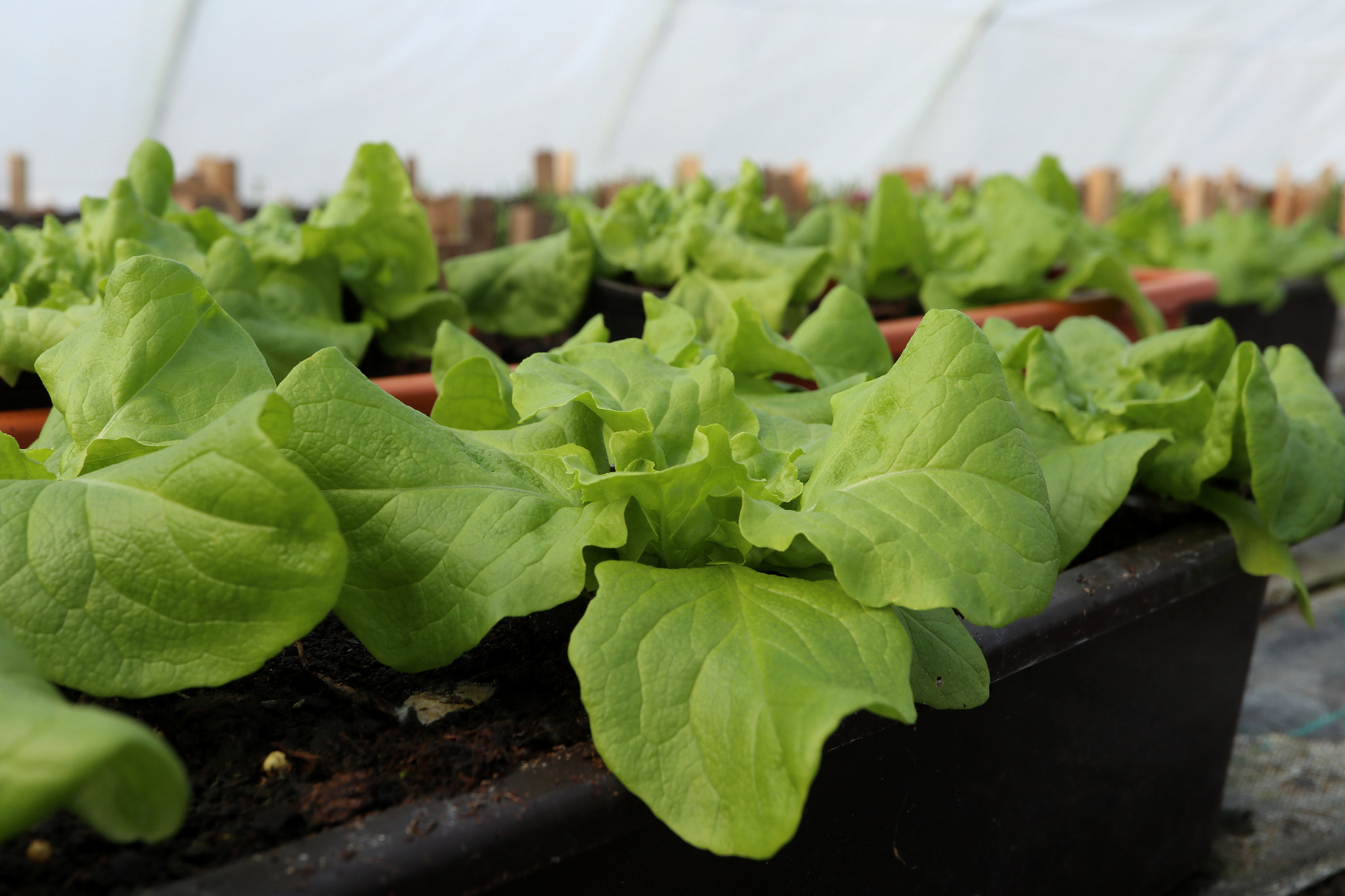 Canon EOS M5 + Canon EF-M 28mm F3.5 Macro IS STM sample photo. Salad photography