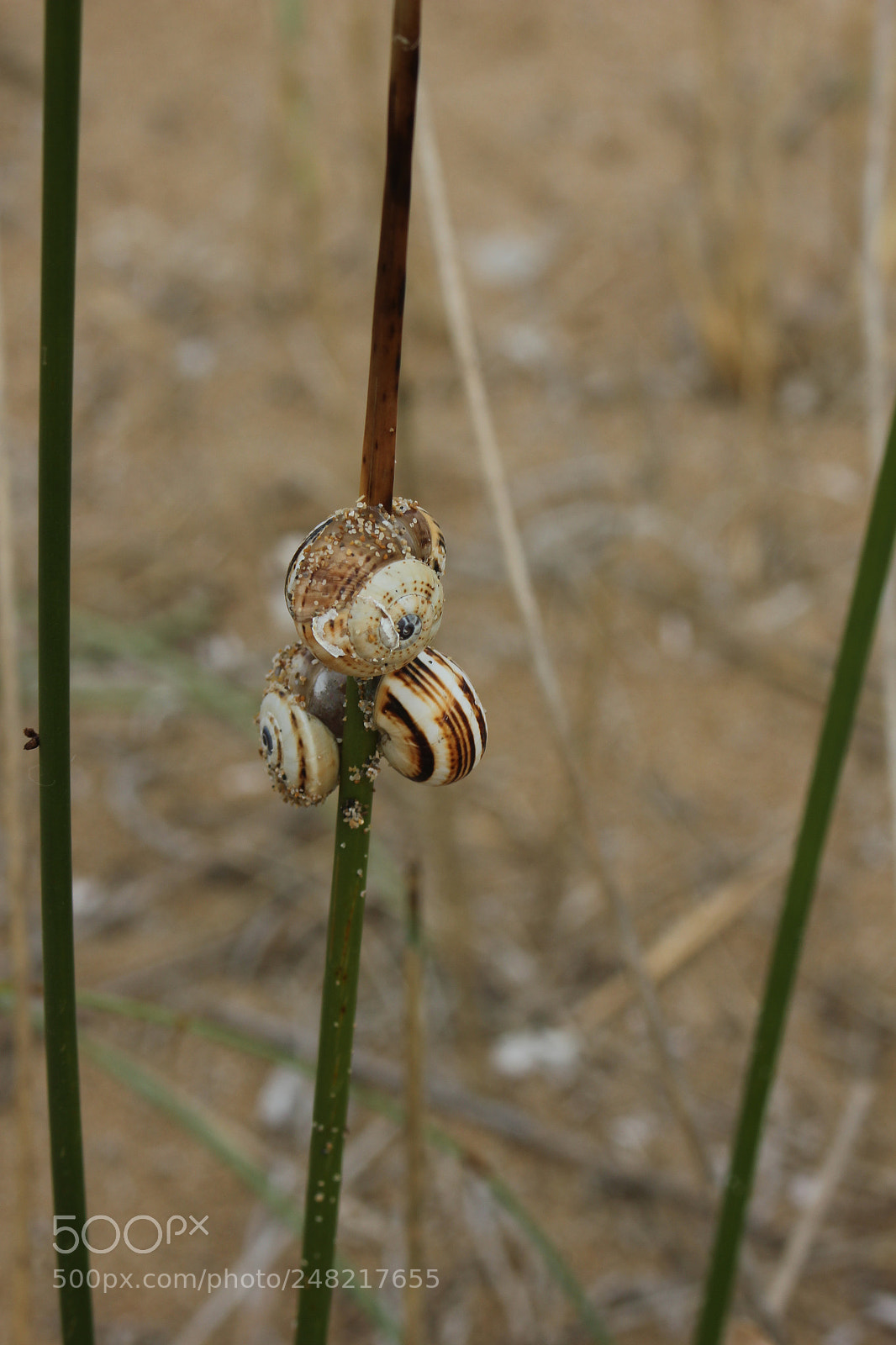 Canon EOS 550D (EOS Rebel T2i / EOS Kiss X4) sample photo. Img snail on the photography