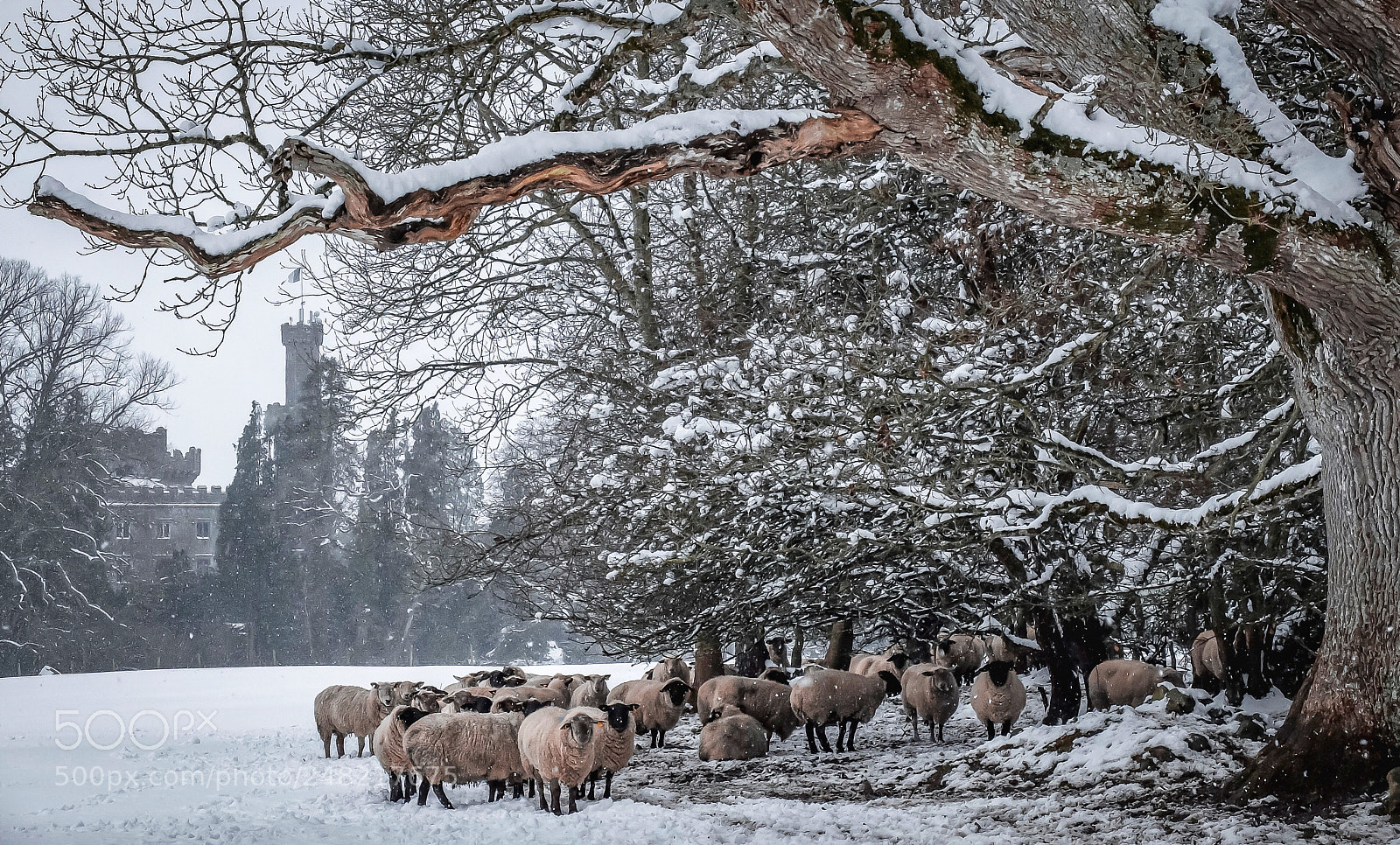 Fujifilm X30 sample photo. Sheep in the snow photography