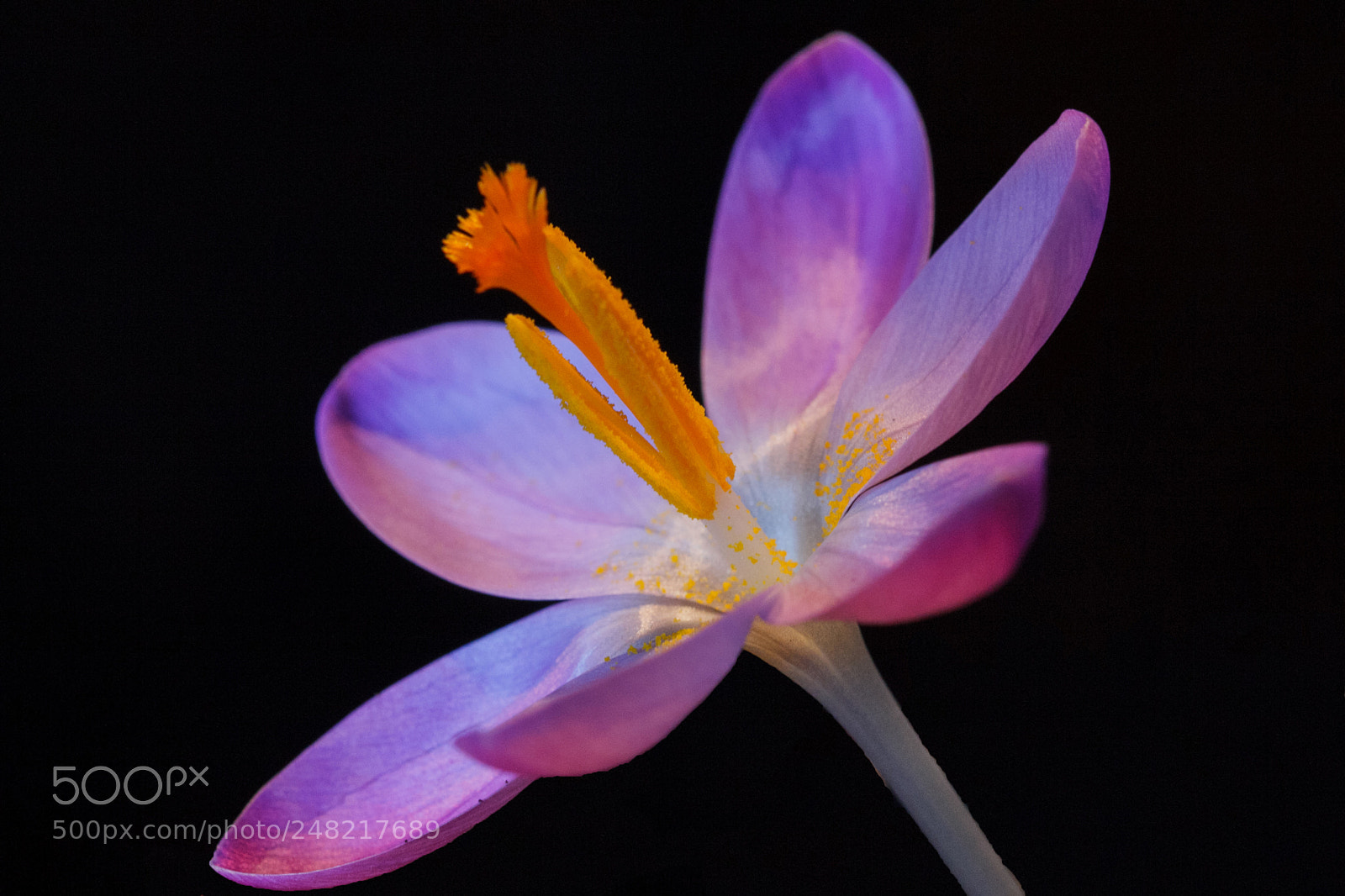Canon EOS 60D sample photo. Crocus photography