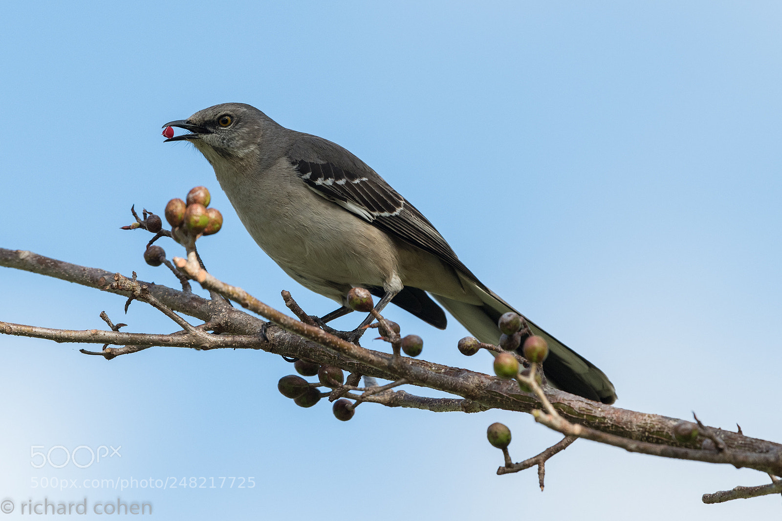 Nikon D850 sample photo. Norhtern mockingbird with snack... photography