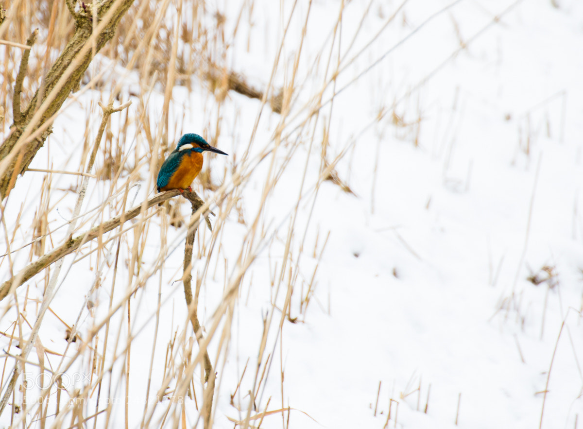 Canon EOS 60D sample photo. Kingfisher i photography