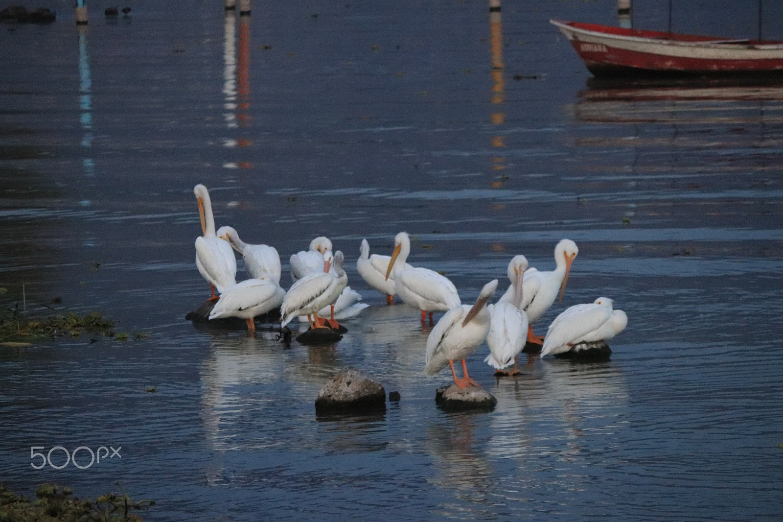 Canon EF-S 55-250mm F4-5.6 IS sample photo. Pelicanos blancos photography