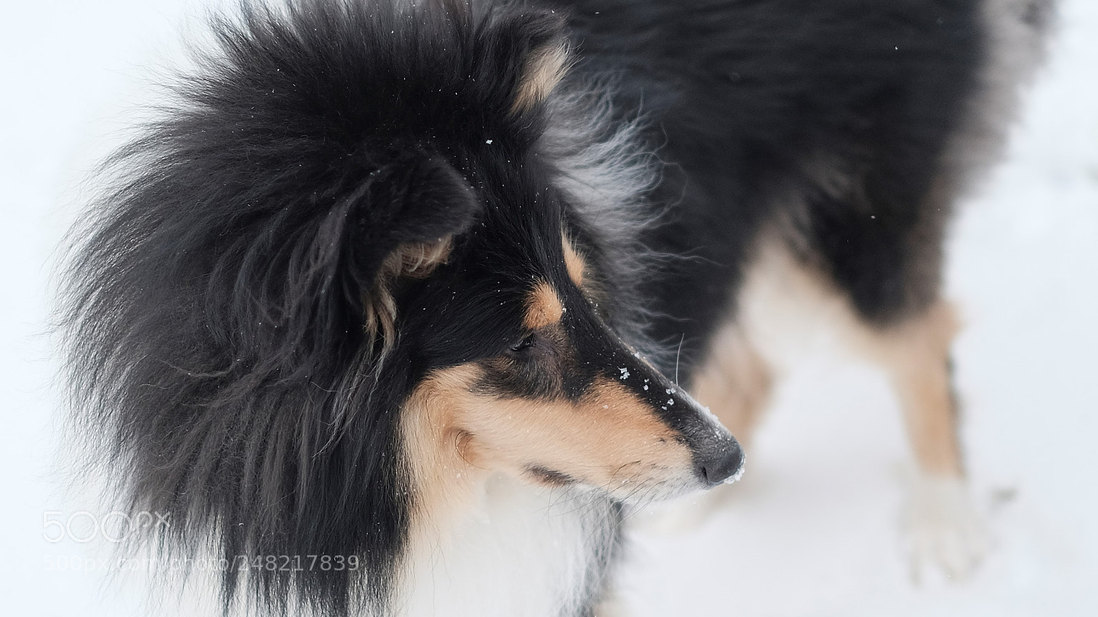 Fujifilm X-T2 sample photo. Loki the snow dog photography