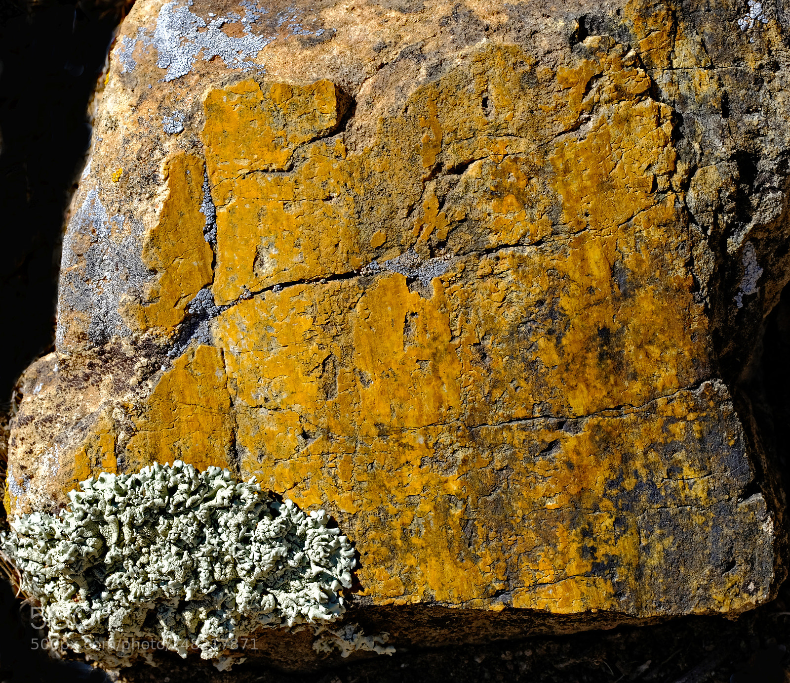 Fujifilm X-T2 sample photo. Rock with leafy lichen photography