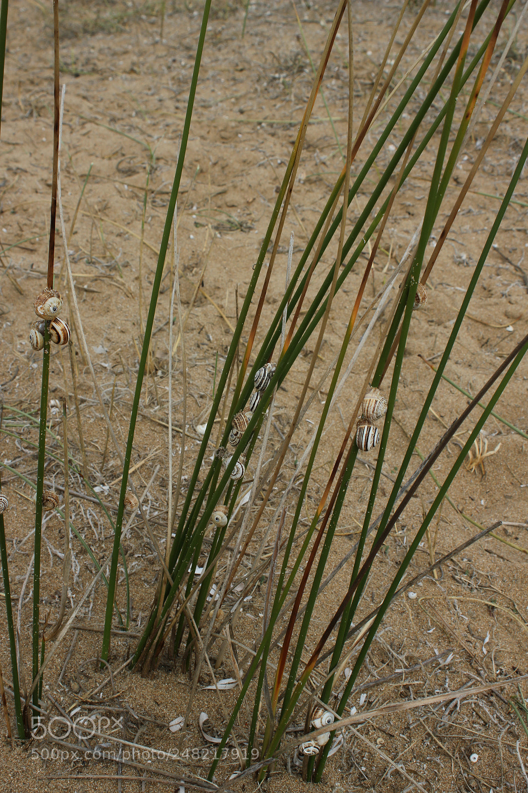 Canon EOS 550D (EOS Rebel T2i / EOS Kiss X4) sample photo. Img snail on the photography
