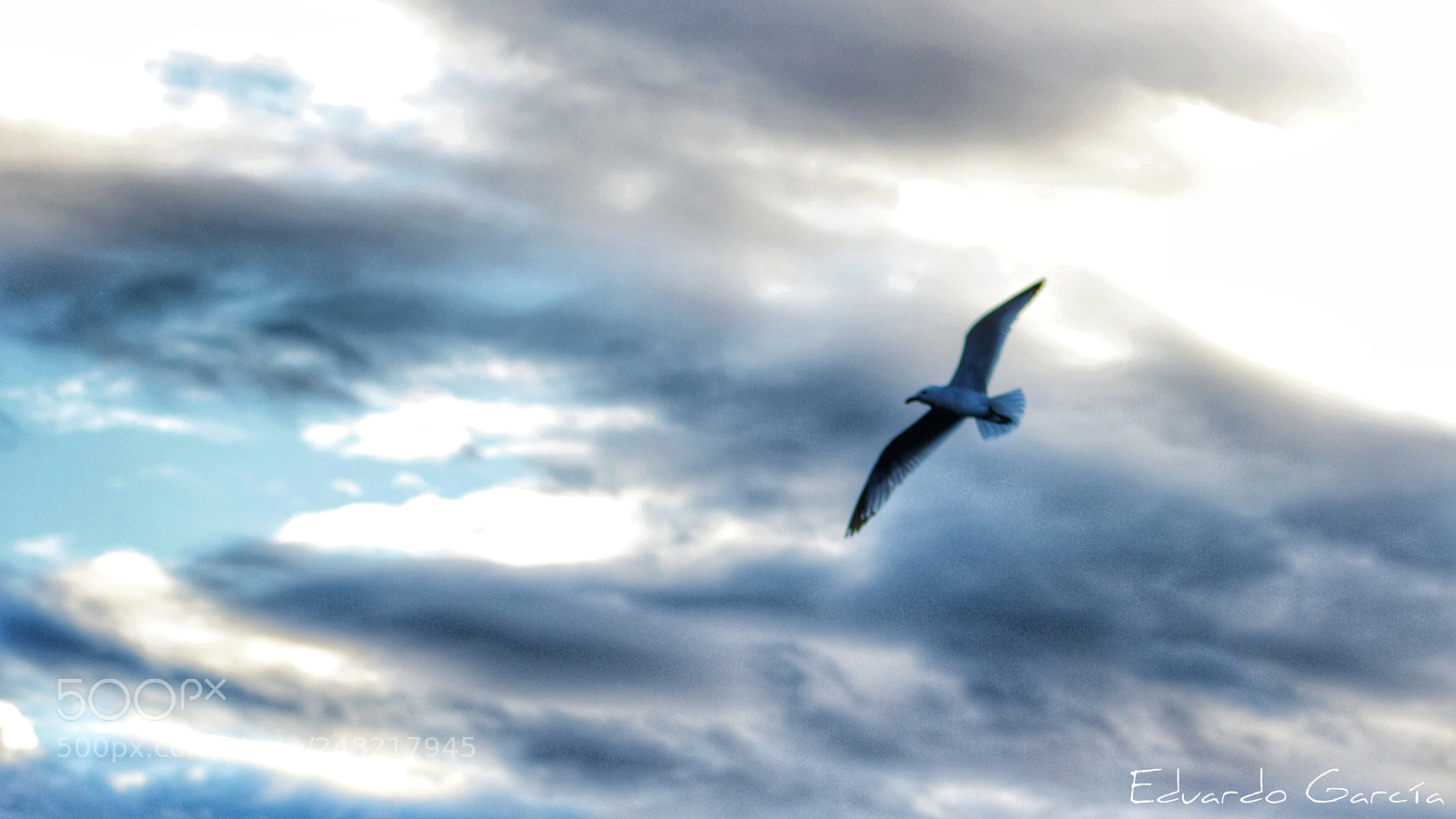 Canon EOS 600D (Rebel EOS T3i / EOS Kiss X5) sample photo. Gaviota al vuelo photography