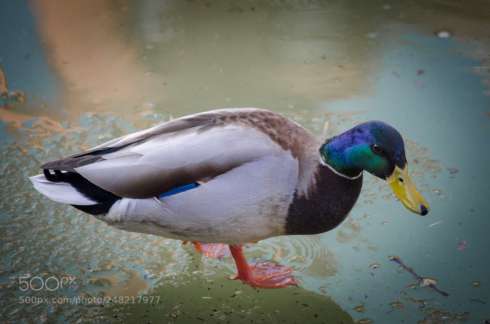 Nikon D5100 sample photo. Duck on ice photography