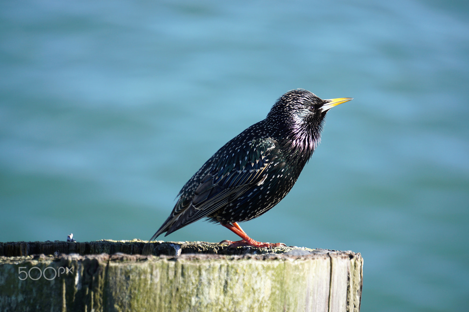 Sony E 55-210mm F4.5-6.3 OSS sample photo. Black bird photography