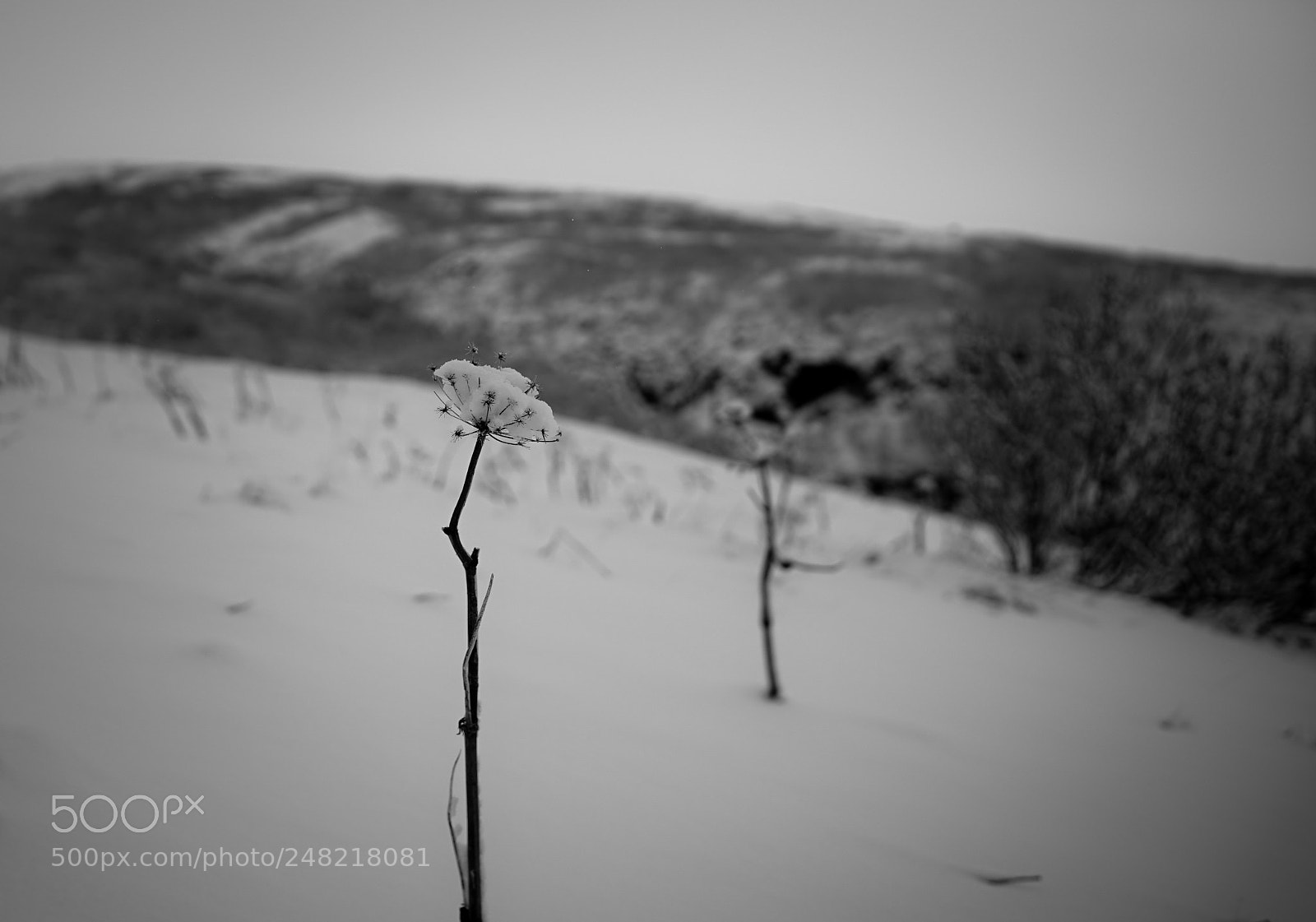 Sony a7 II sample photo. Snow flower photography