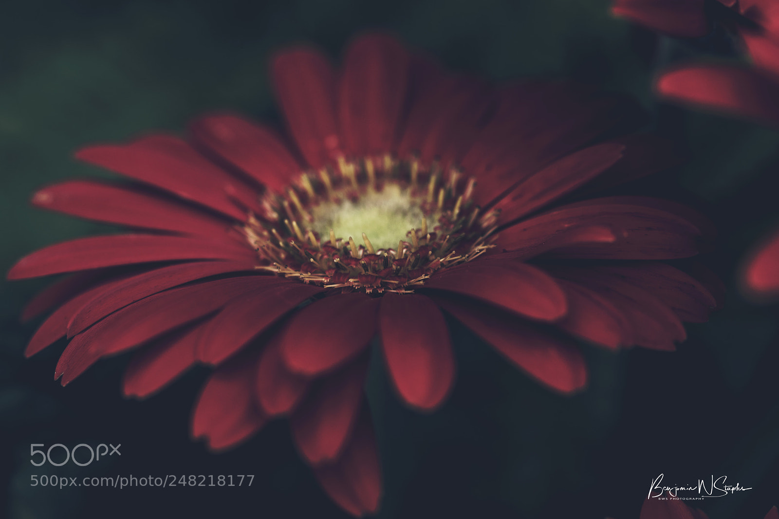 Canon EOS 80D sample photo. Red petals... photography