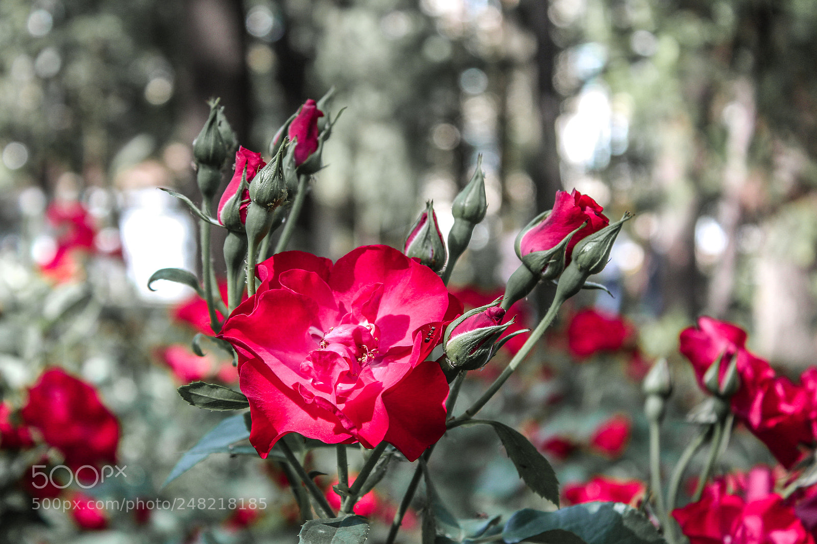 Canon EOS 650D (EOS Rebel T4i / EOS Kiss X6i) sample photo. Flowers photography