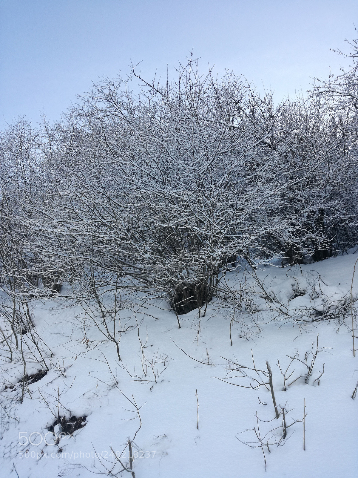 HUAWEI P9 LITE sample photo. Ice tree photography