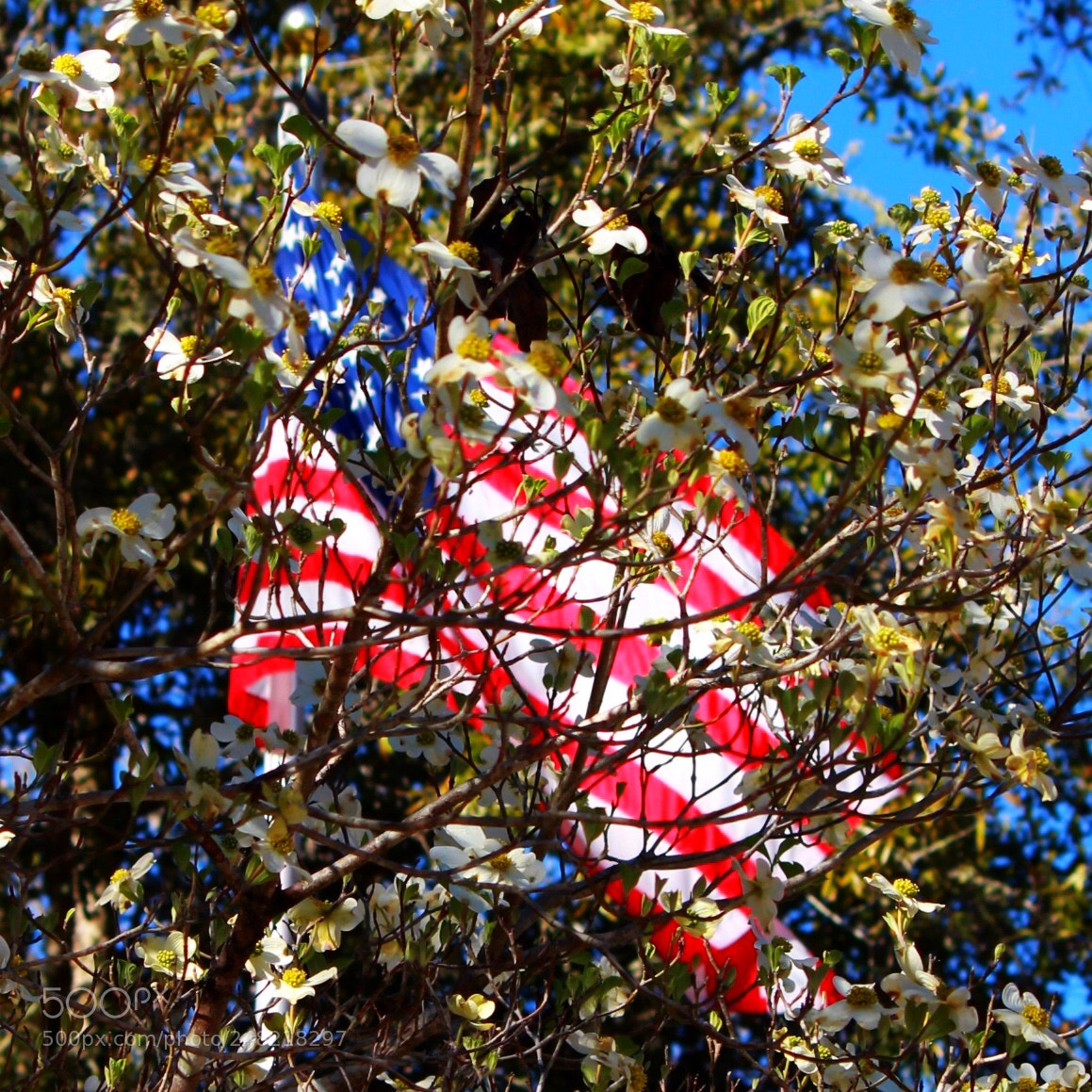 Canon EOS 600D (Rebel EOS T3i / EOS Kiss X5) sample photo. Stars stripes and dogwoods photography