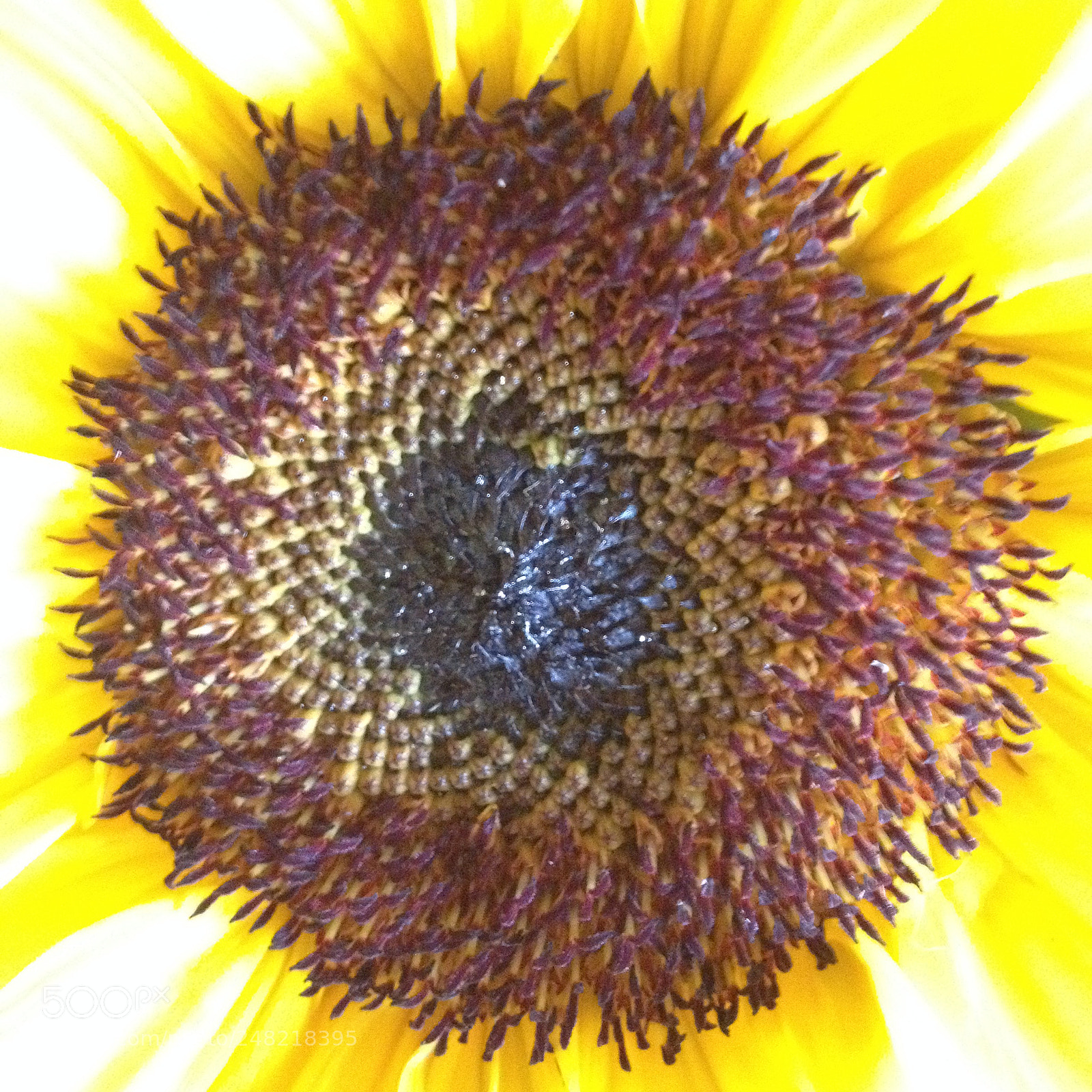 Apple iPhone 4S sample photo. Eye of the sunflower photography