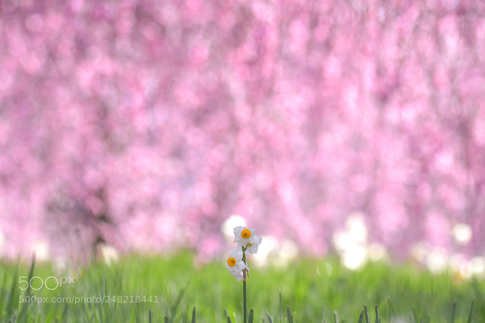 Nikon D7200 sample photo. Spring photography