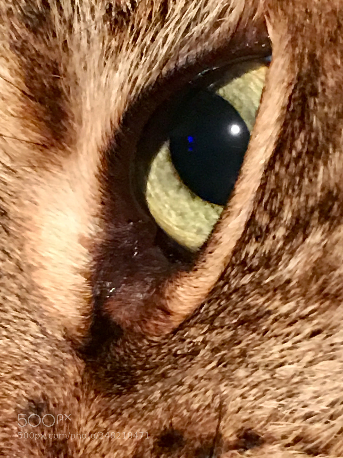 Apple iPhone 6s Plus sample photo. Untitled photography