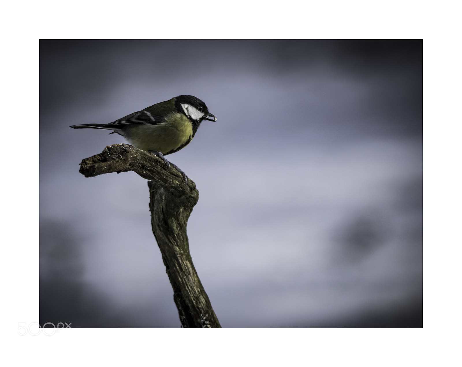 Canon EOS 750D (EOS Rebel T6i / EOS Kiss X8i) sample photo. Great tit photography