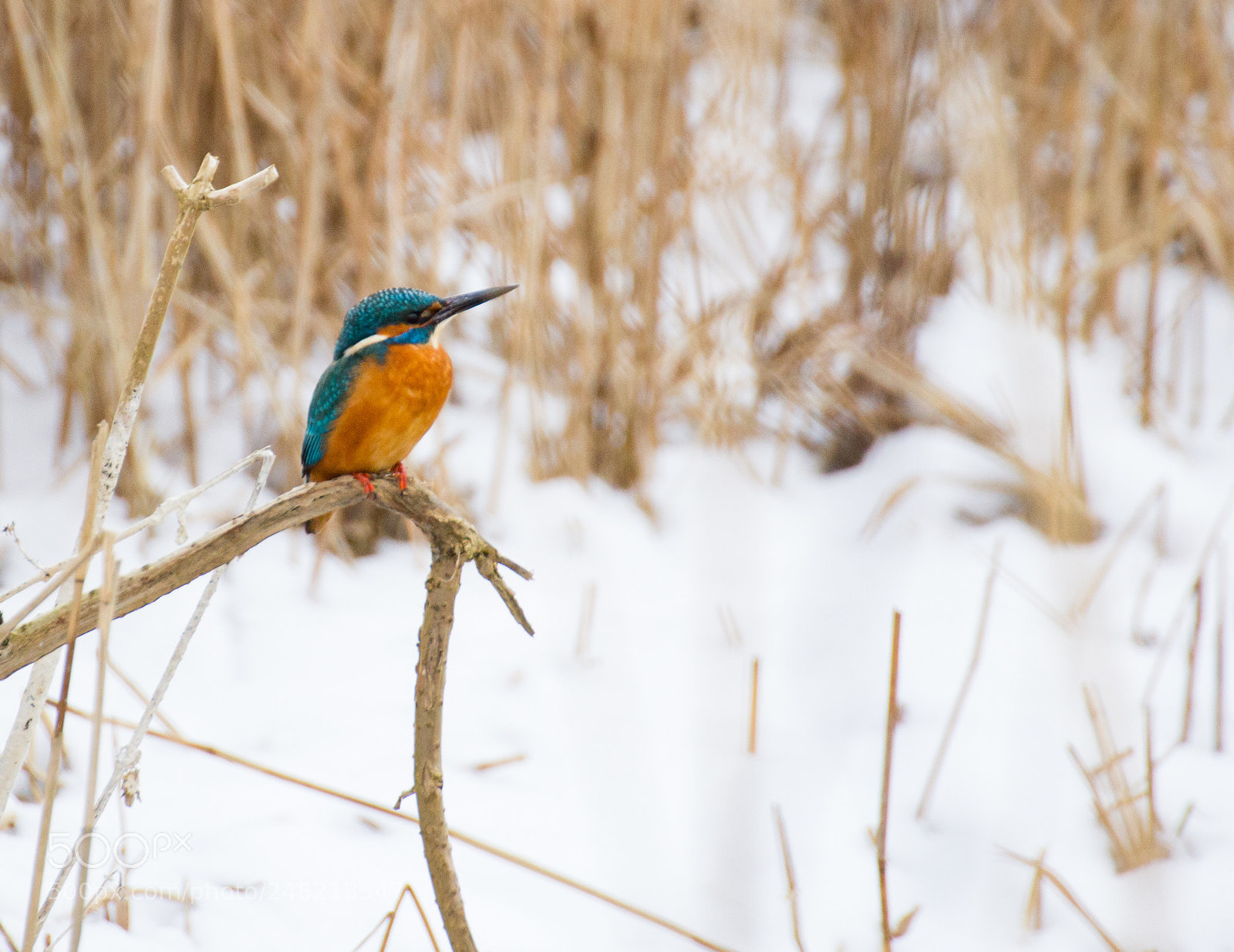 Canon EOS 60D sample photo. Kingfisher ii photography