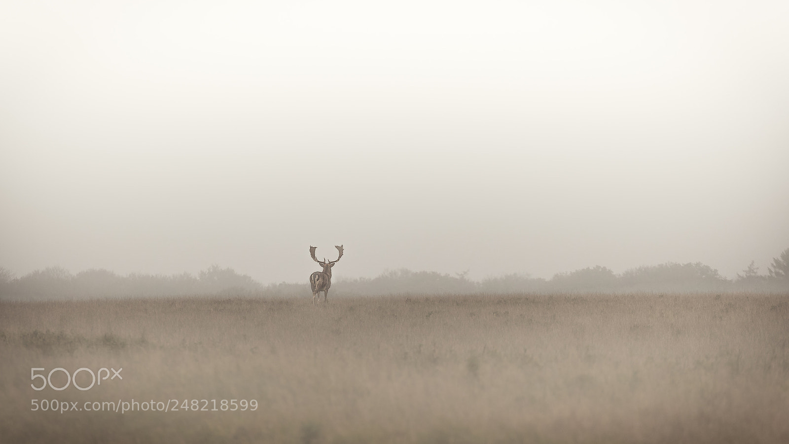 Canon EOS 5D Mark II sample photo. Stag in the mist photography