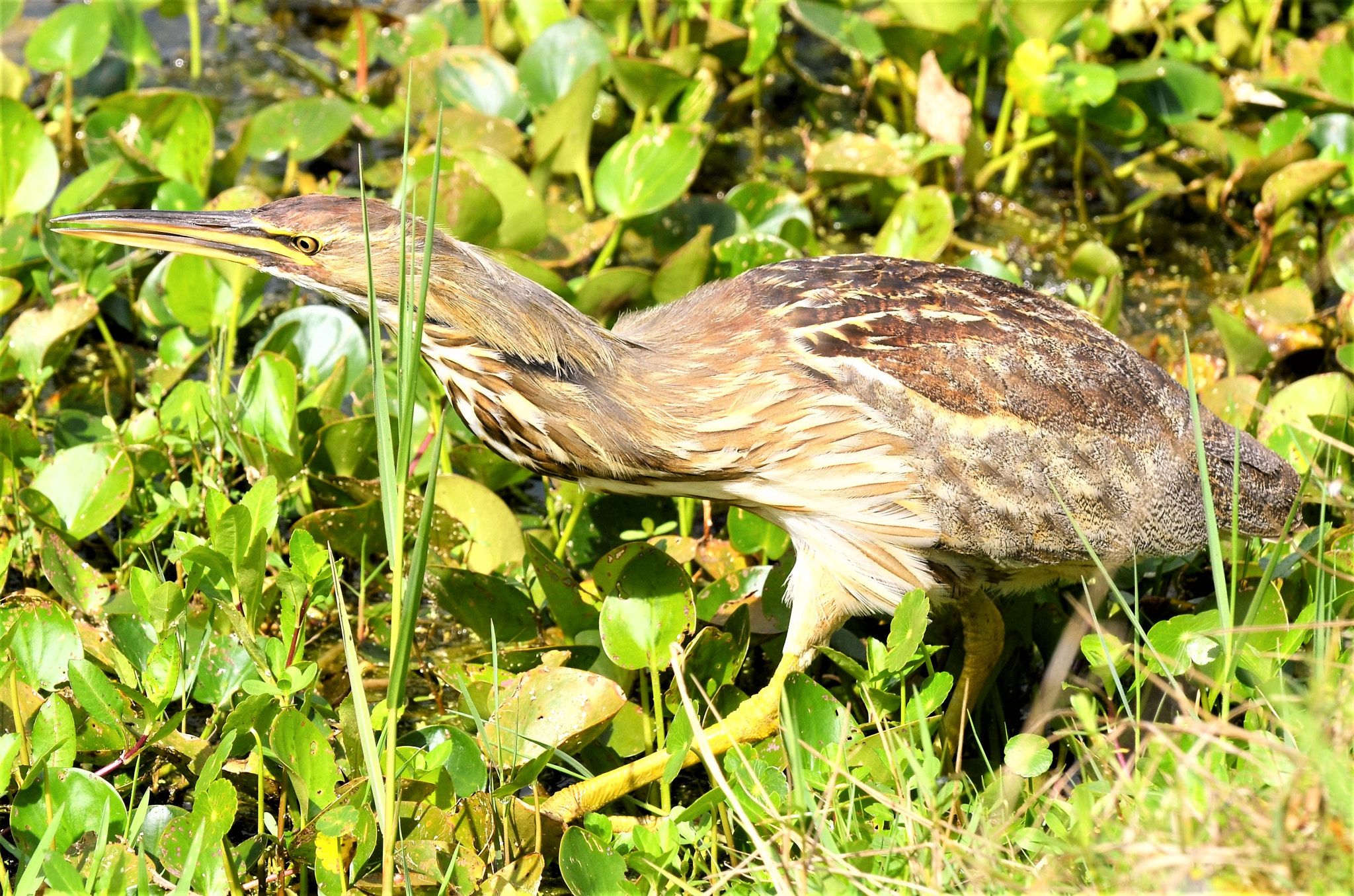 Nikon D5100 sample photo. American bittern at orlando wetlands, fl photography