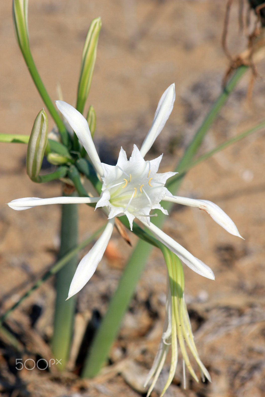 Canon EF 75-300mm f/4-5.6 sample photo. Img hymenocallis photography