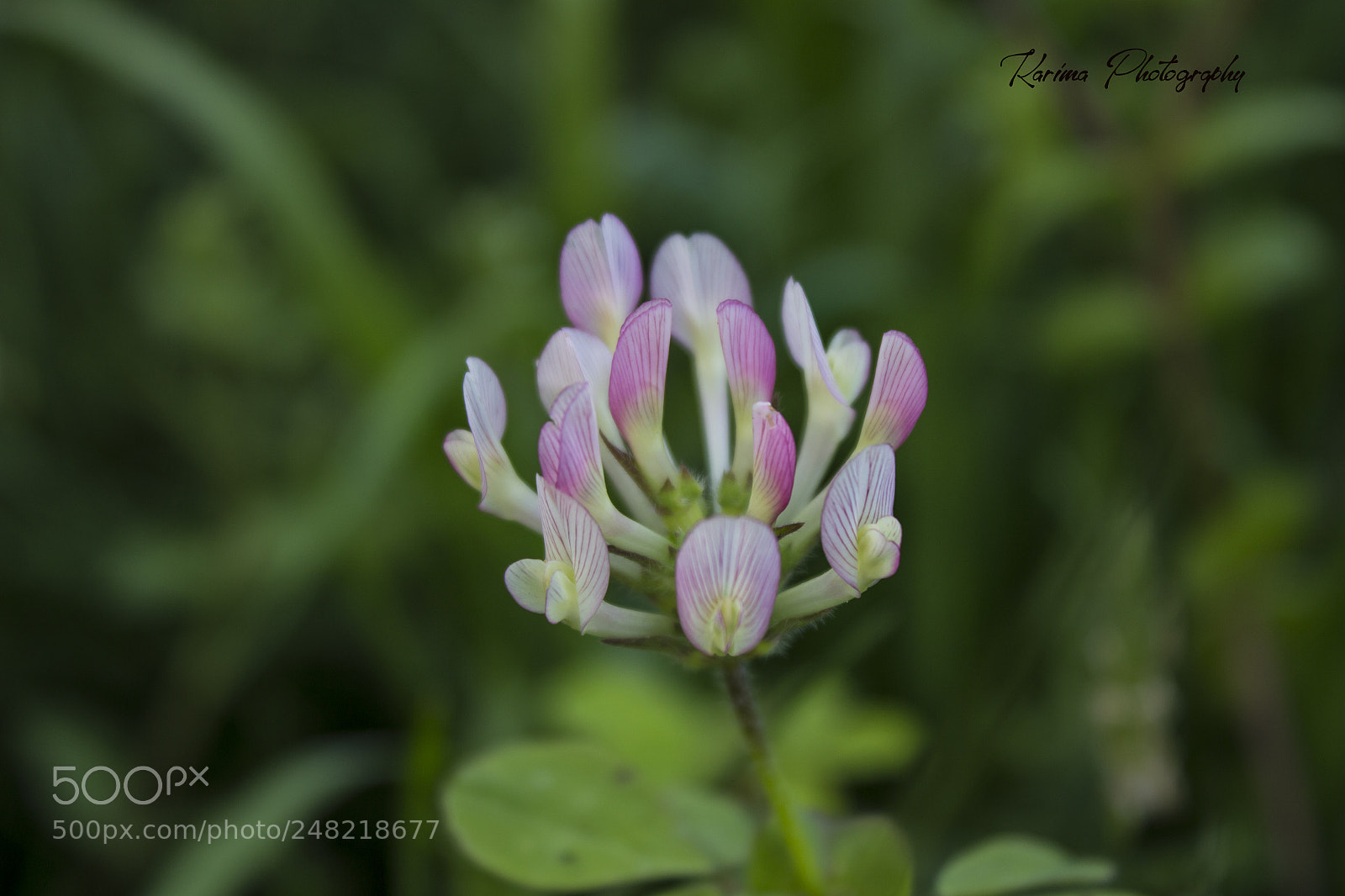 Canon EOS 700D (EOS Rebel T5i / EOS Kiss X7i) sample photo. Pink photography