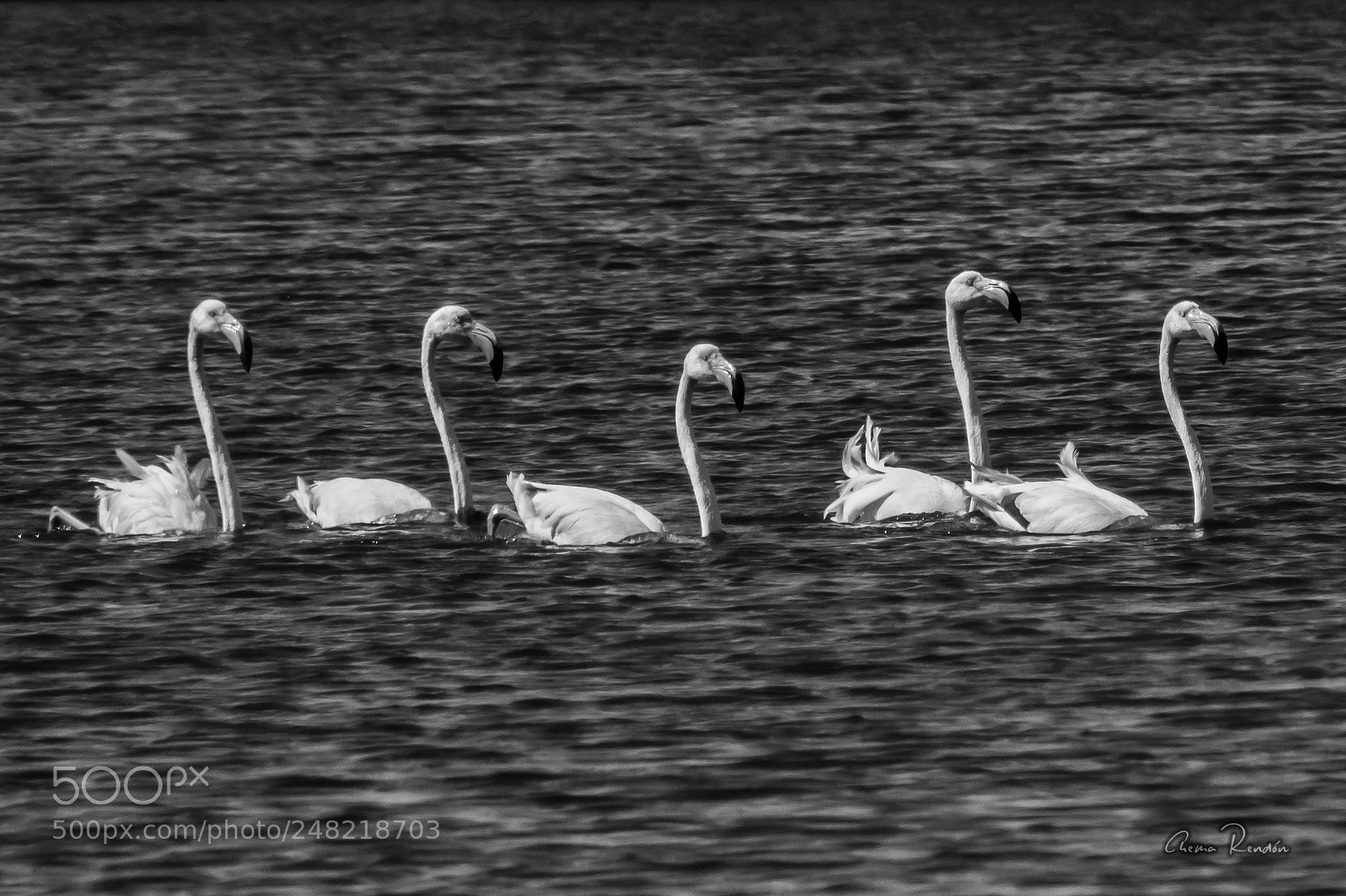 Canon EOS 750D (EOS Rebel T6i / EOS Kiss X8i) sample photo. Flamencos photography