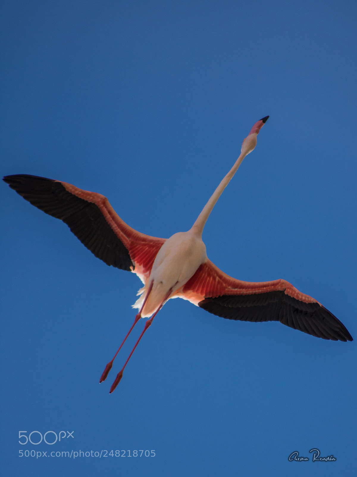 Canon EOS 750D (EOS Rebel T6i / EOS Kiss X8i) sample photo. Flamencos photography