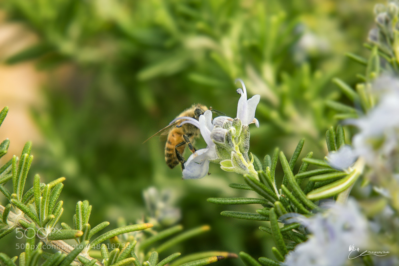 Canon EOS M6 sample photo. 花又开，小蜜来 photography