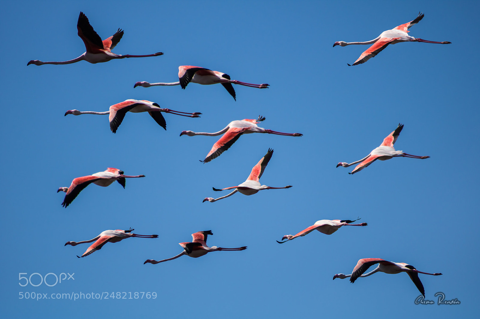 Canon EOS 750D (EOS Rebel T6i / EOS Kiss X8i) sample photo. Flamencos photography