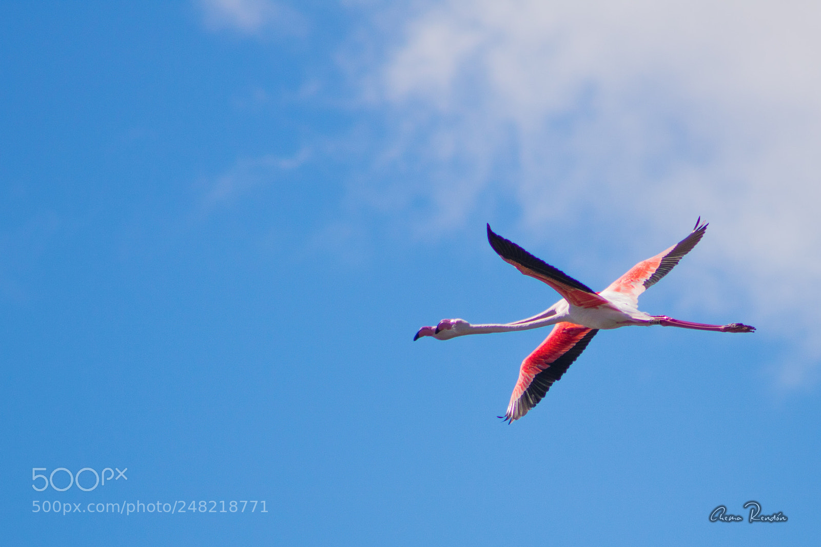 Canon EOS 750D (EOS Rebel T6i / EOS Kiss X8i) sample photo. Flamencos photography