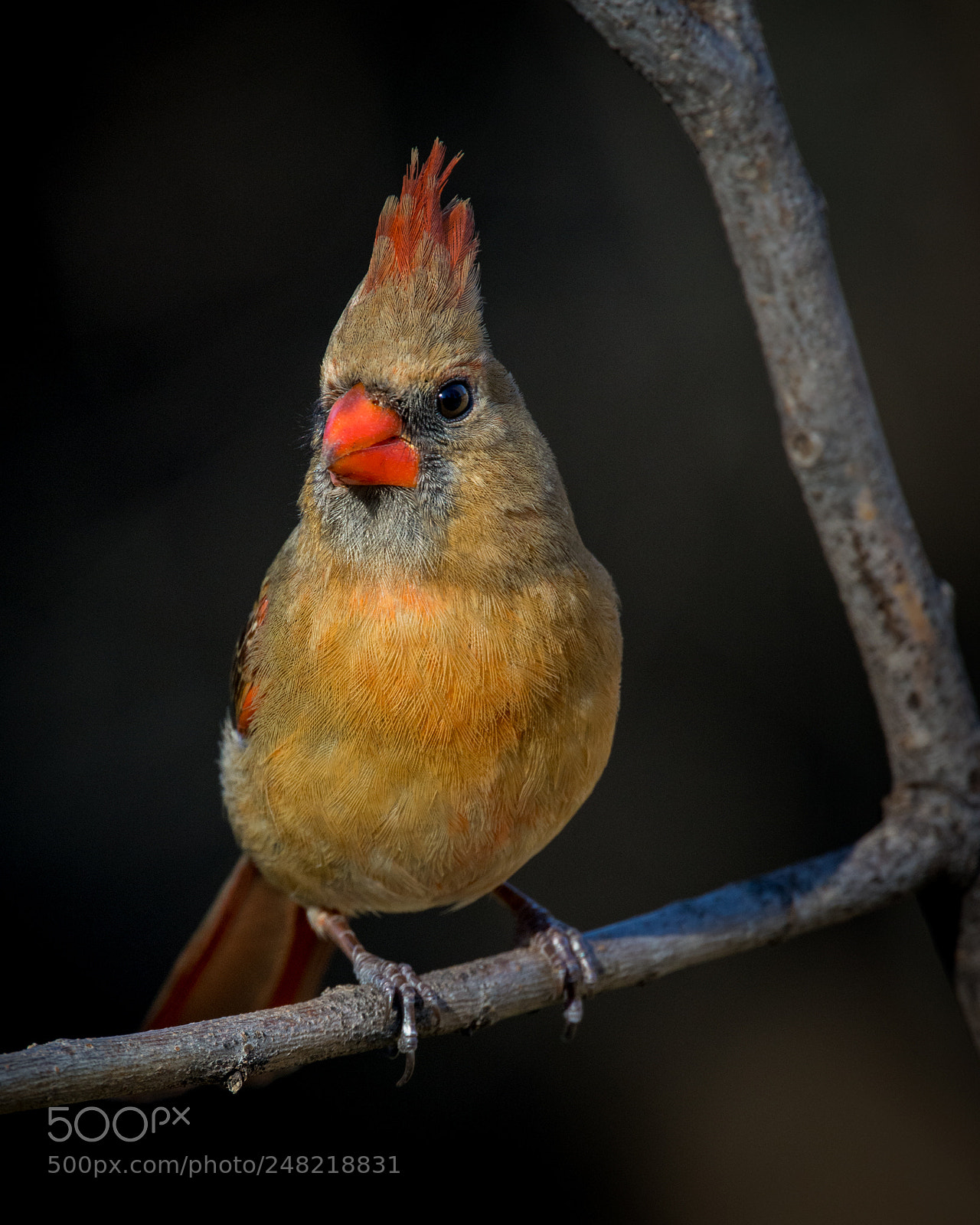 Nikon D7100 sample photo. All hail the new photography