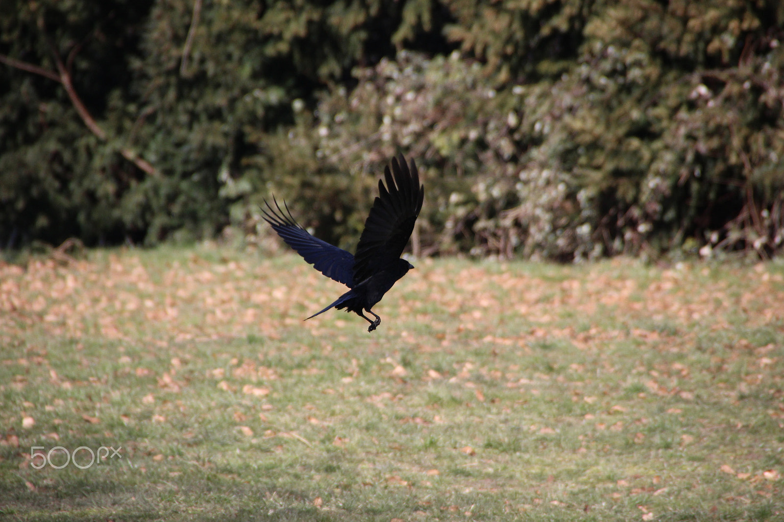 Tamron AF 18-250mm F3.5-6.3 Di II LD Aspherical (IF) Macro sample photo. Crow on lawn at park photography